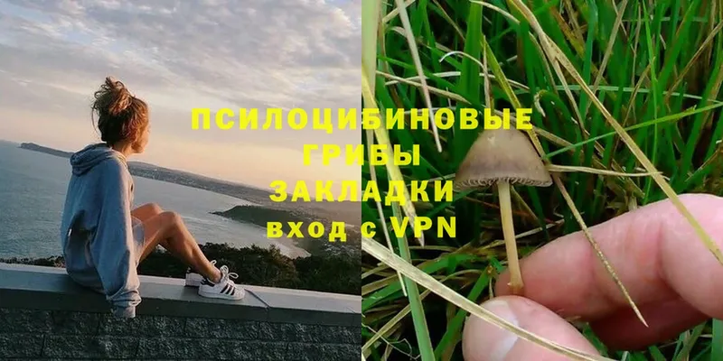 купить   Алексеевка  Псилоцибиновые грибы Psilocybe 